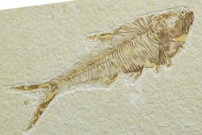 Detailed Fossil Fish (Diplomystus) - Wyoming #349572